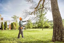 Best Lawn Disease Treatment  in Homestead Meadows South, TX