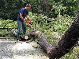 Homestead Meadows South, TX Tree Services Company