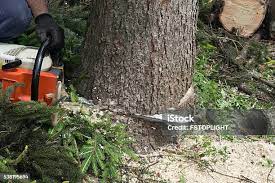 Best Storm Damage Tree Cleanup  in Homestead Meadows South, TX