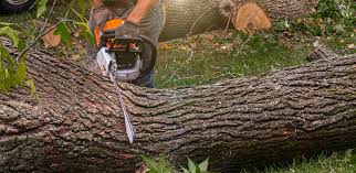 Best Tree Mulching  in Homestead Meadows South, TX