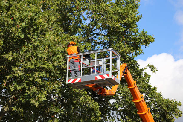 Tree and Shrub Care in Homestead Meadows South, TX