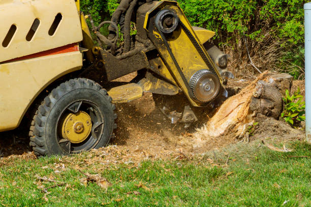 Best Hazardous Tree Removal  in Homestead Meadows South, TX