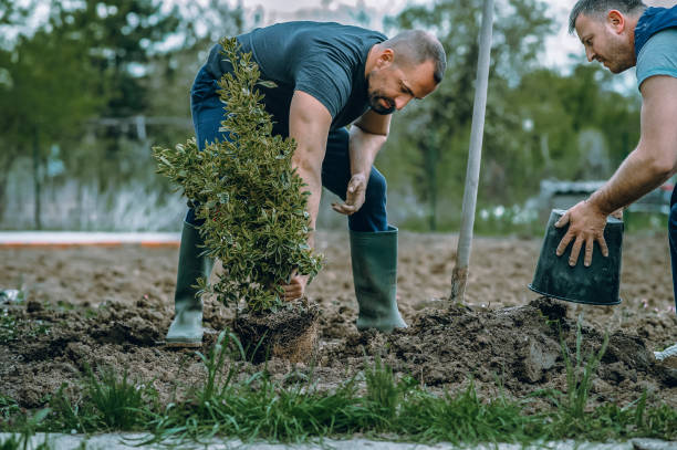Best Organic Lawn Care Solutions  in Homestead Meadows South, TX