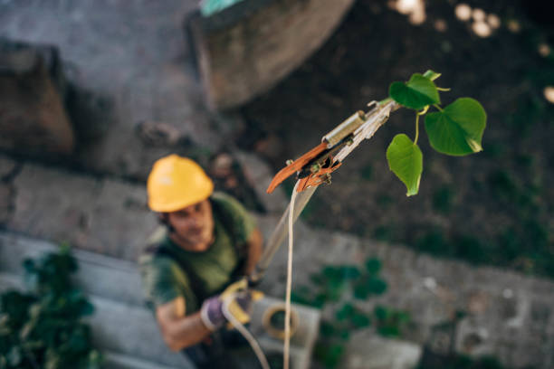 Best Tree Preservation Services  in Homestead Meadows South, TX