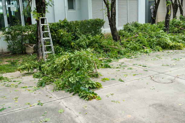 Best Weed Control  in Homestead Meadows South, TX