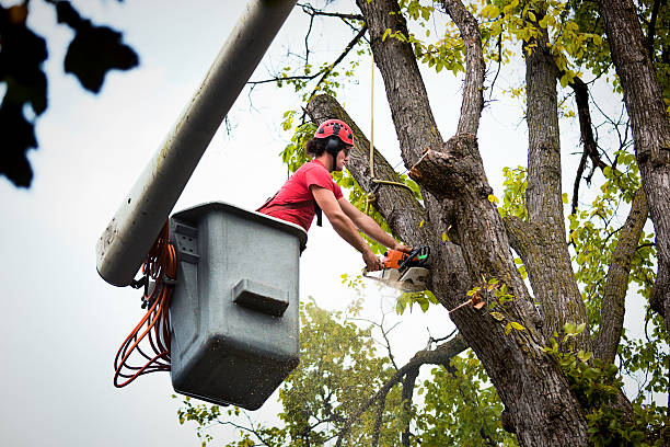 Homestead Meadows South, TX Tree Services Pros