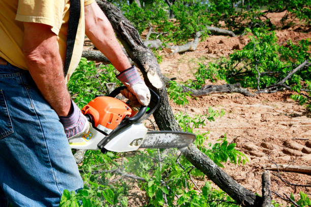 Best Tree Maintenance Programs  in Homestead Meadows South, TX