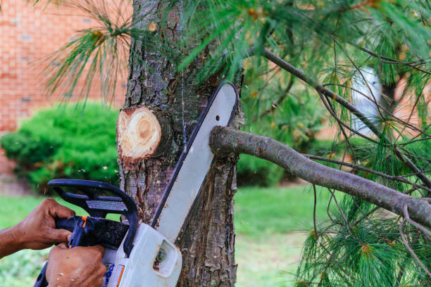 Best Lawn Mowing  in Homestead Meadows South, TX