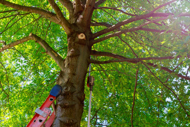 Best Tree Disease Treatment  in Homestead Meadows South, TX